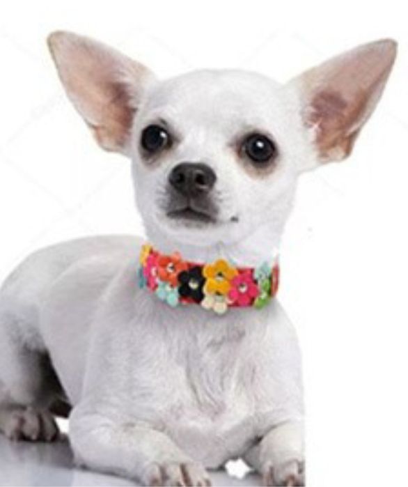 Coleira/ Coleira nova