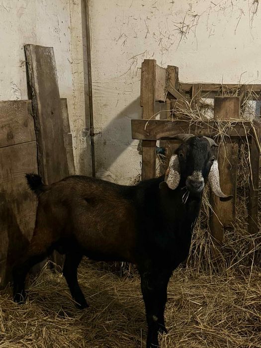 Kozioł anglonubijski 3 letni