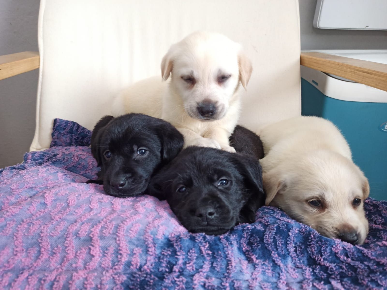 Labrador Retriever Z Rodowodem
