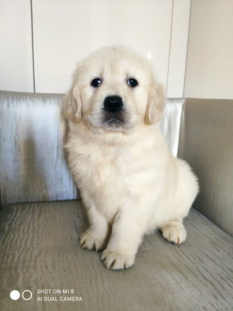 Golden retriever com lop, afixo e de linhagens de multicampeões