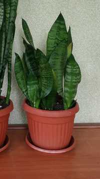 Сансевиерия, взрослое растение с фото
