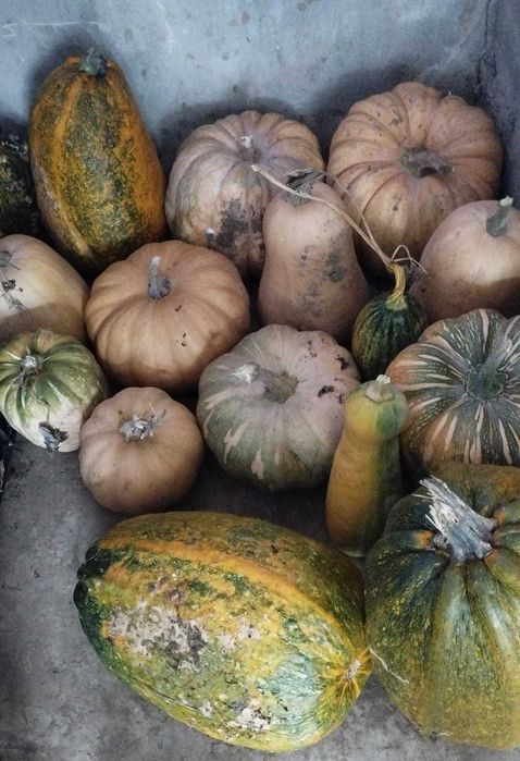 Abóbora  diferentes tipos