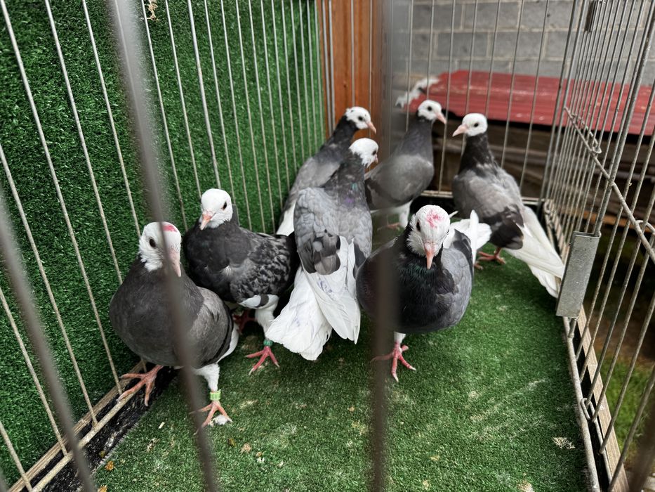 Permski białogłowy gołębie wysokolotne