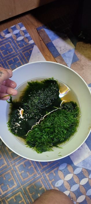 Sprzedam mech do akwarium