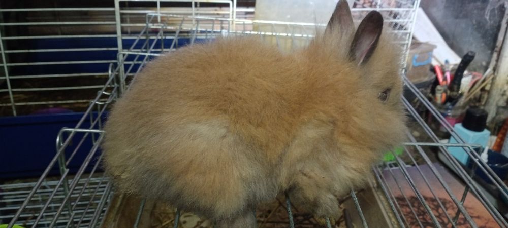 Білий ангорський декоративний кролик