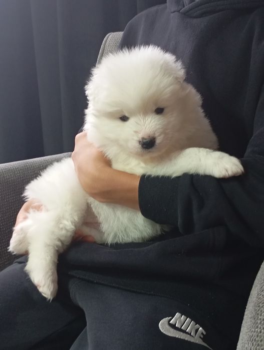 Cudny szczeniaczek rasy samoyed