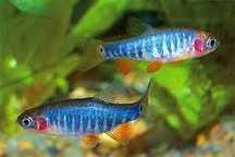 Dorosłe Danio Erythromicron razbora microrasbora celestichthys