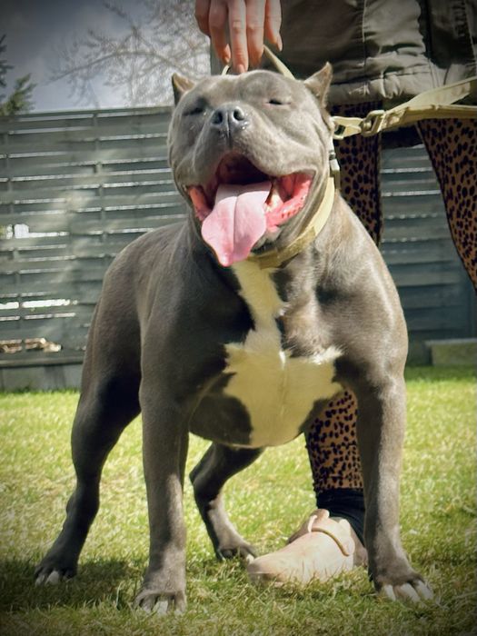 American Bully XL ABKC