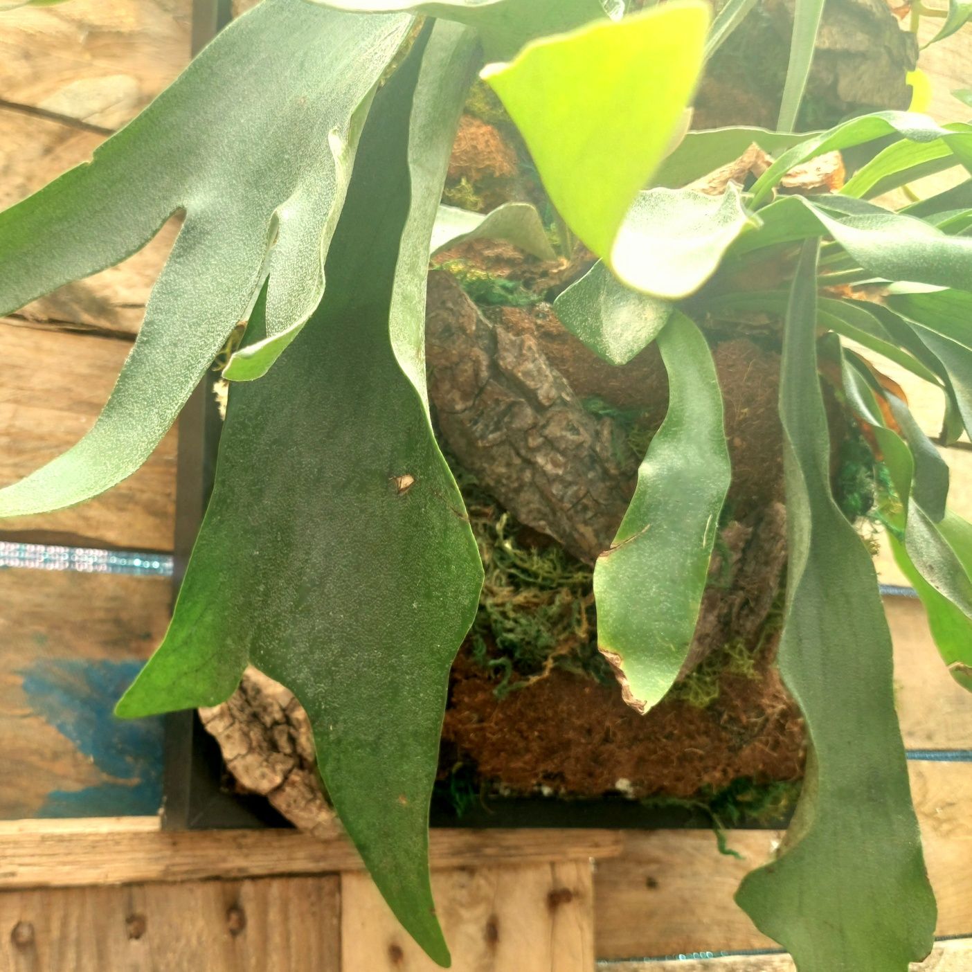 Quadro vivo com plantas naturais