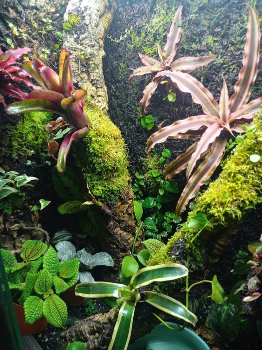 Zestaw roślin do terrarium