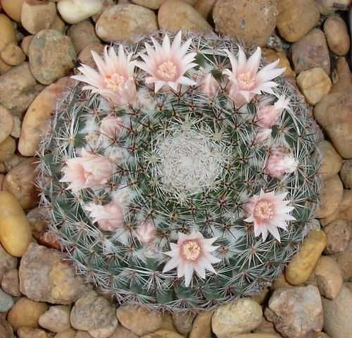 Кактуси, сукуленти, мамілярія хіоноцефала (сніжнобілоголова)