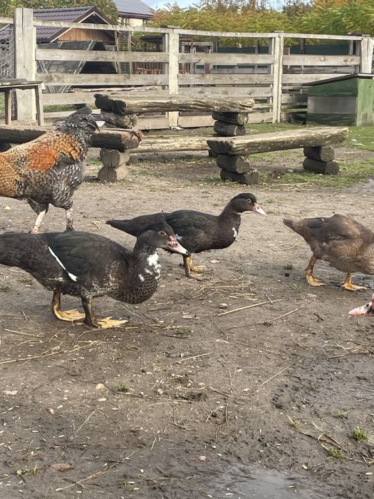 Kaczki pekinki młode