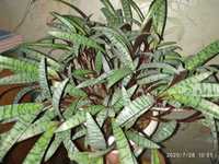 Ледебурия ( комнатное растение)
