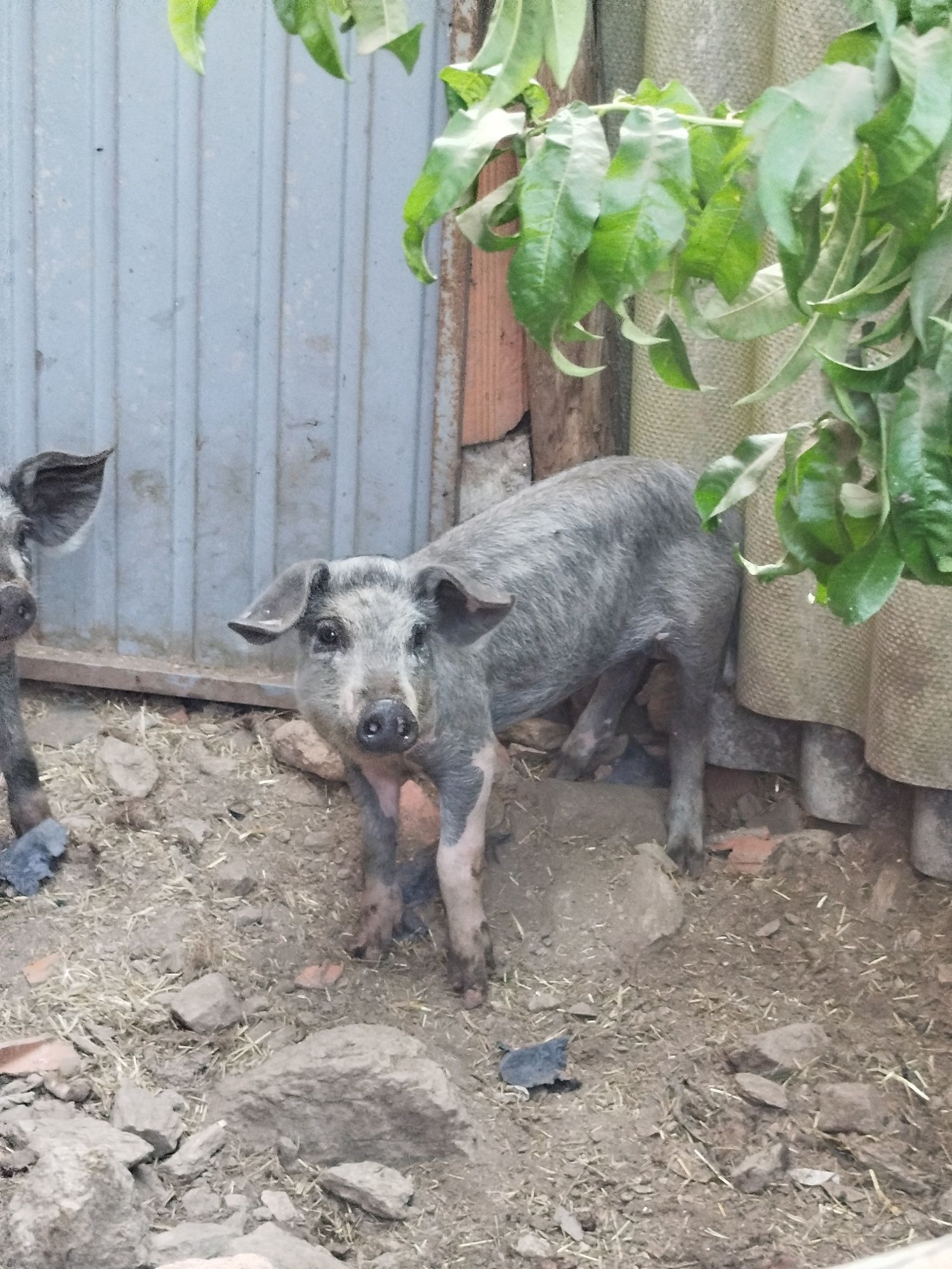 Porcos macho e fêmea