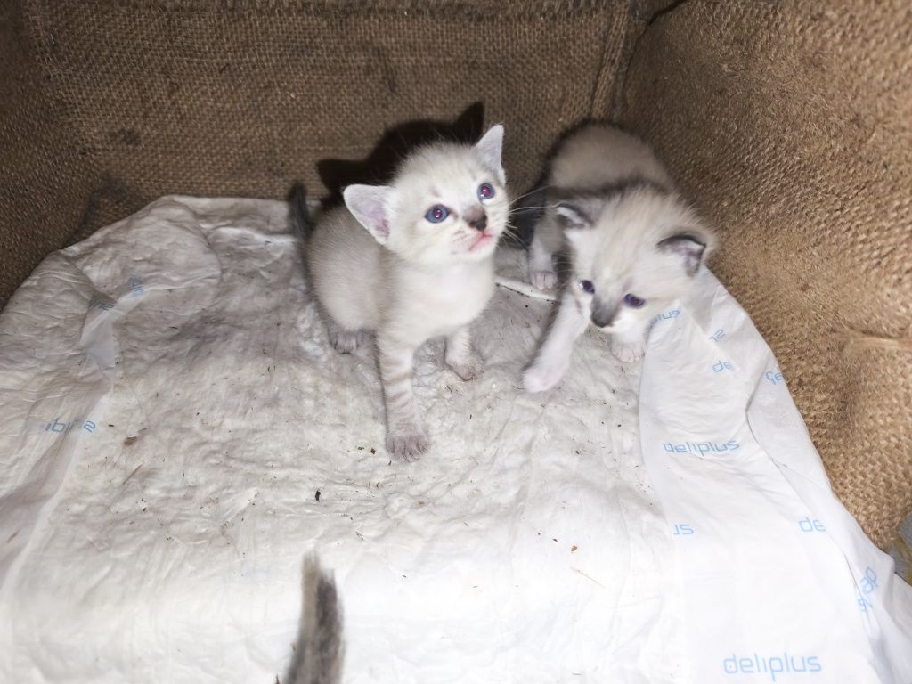 Gatinhas para adoção