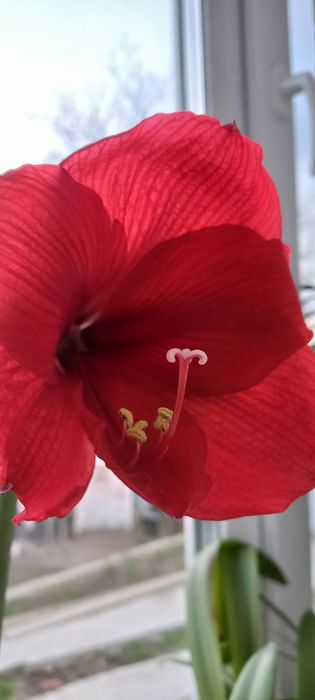 Вазон Амариліс продам