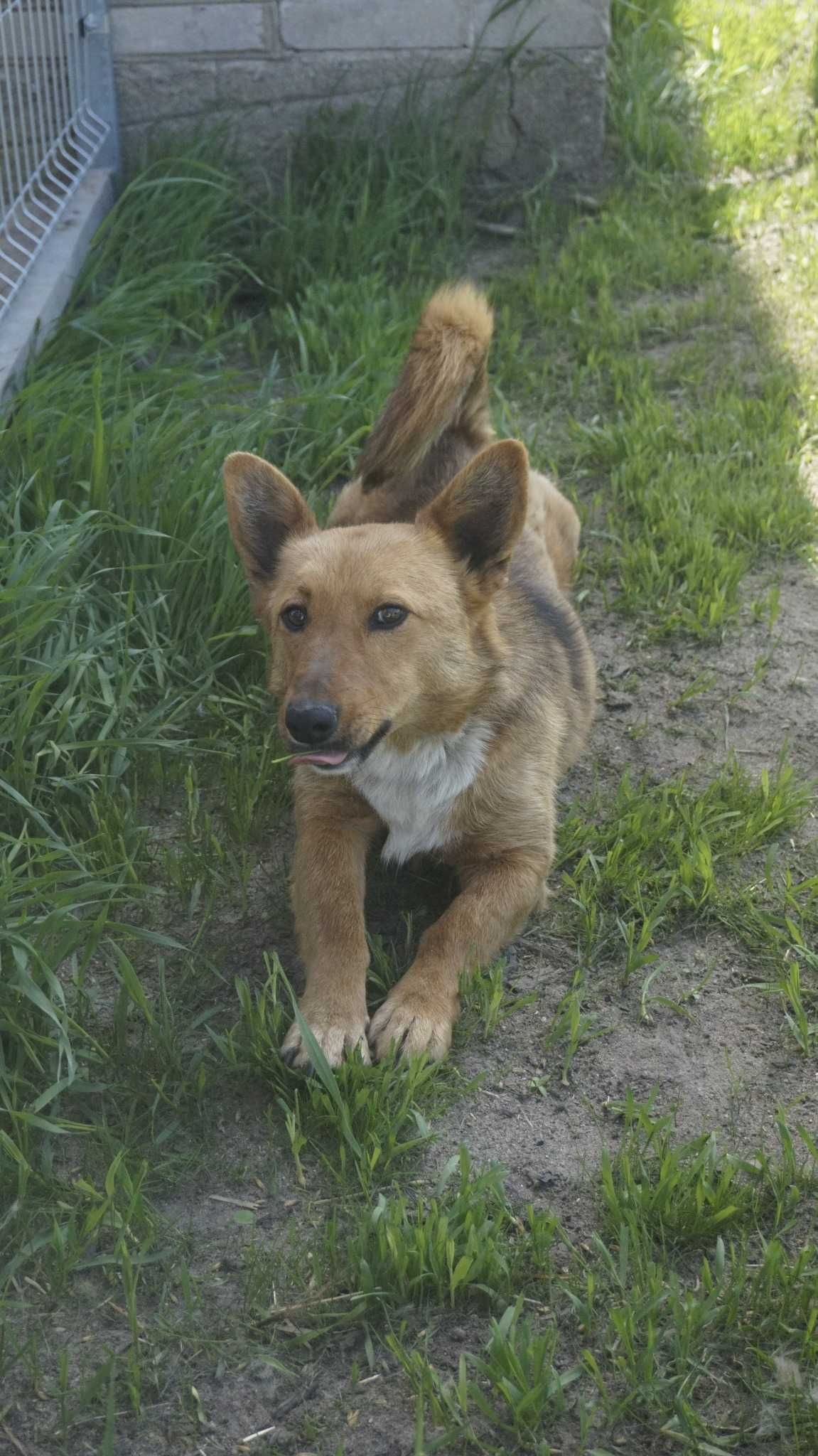 Ruda ok.3 let. sunieczka pilnie szuka kochającego domu fundacja