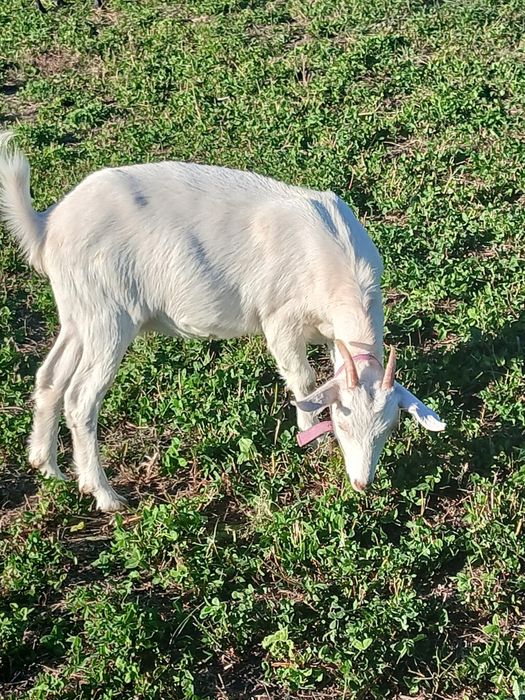 Продам молоду  кізоньку