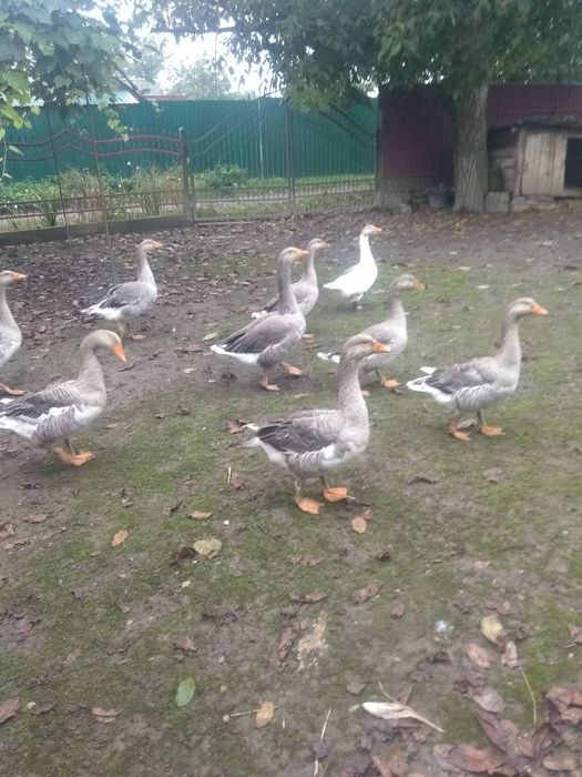 Гуси сірі, великі!!!