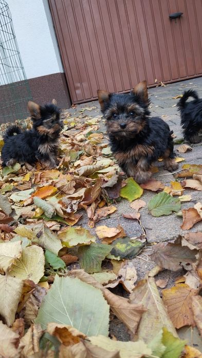 Yorkshire terrier suczka malutka