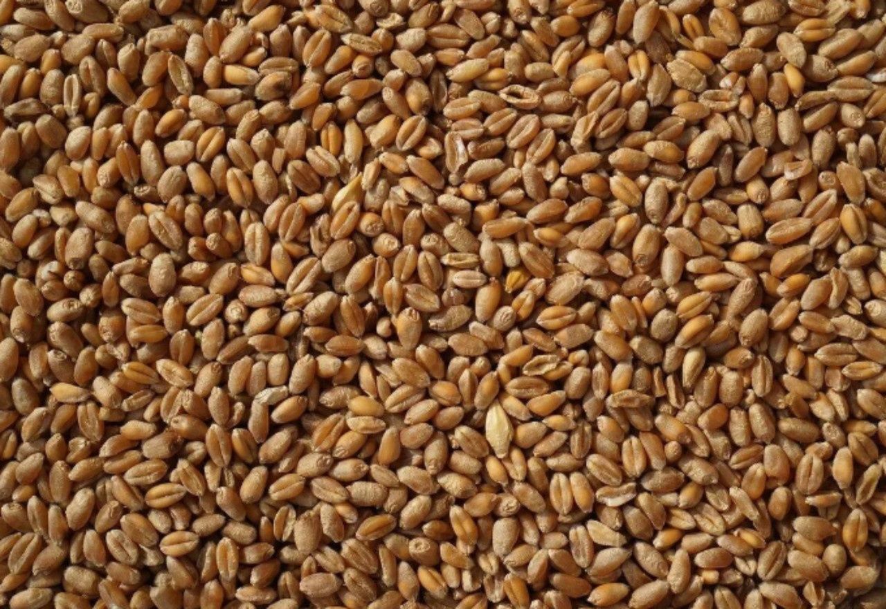 Зерно ярої пшениці