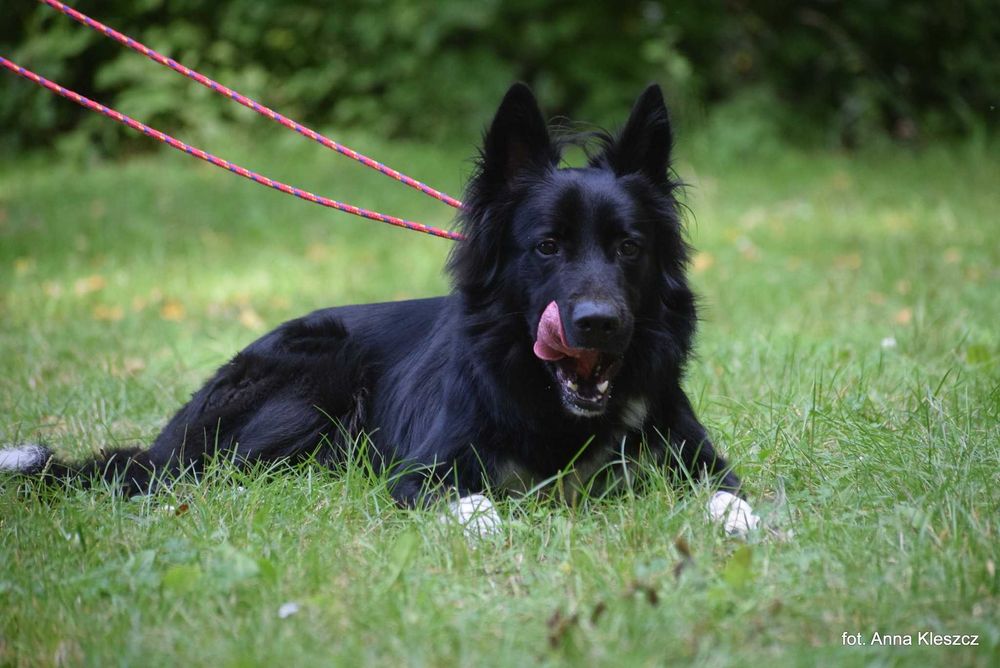Daktyl – młody pies w typie border collie szuka aktywnego domu!