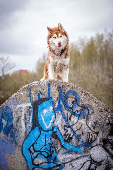 Rocky piękny husky/malamute szuka domu