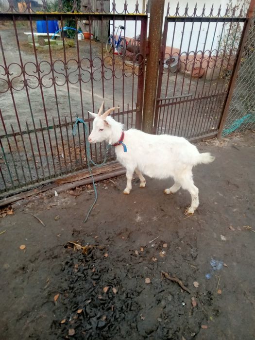 Koza i młode kuzki saksonskie