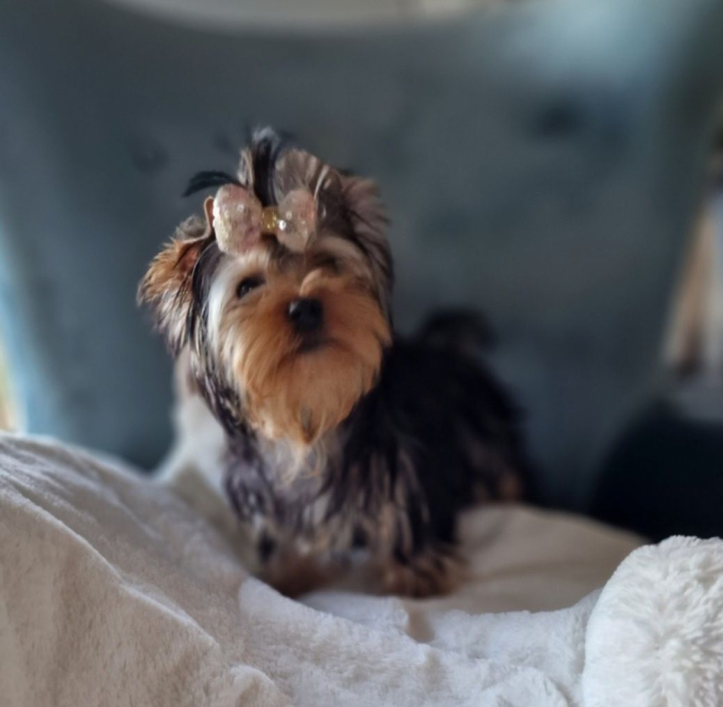 Yorkshire Terrier York FCI SUCZKA