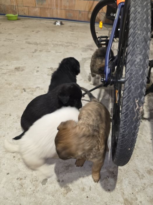 Pieski - owaczrek podhalański