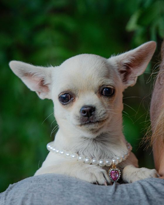 Chihuahua SUCZKA po Ch.PL, rodowód FCI, okolice W-wy