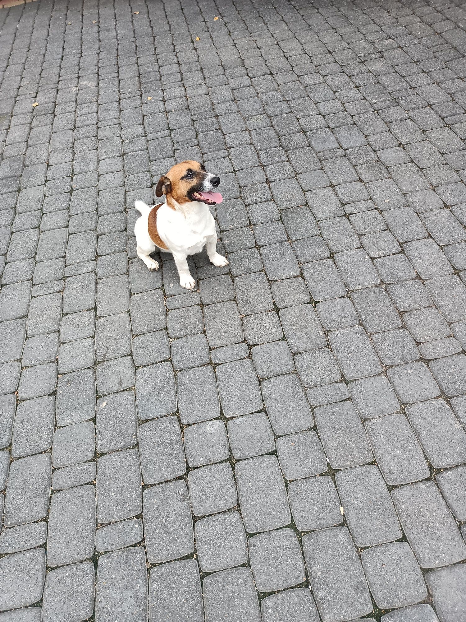 Jack Russell Terrier