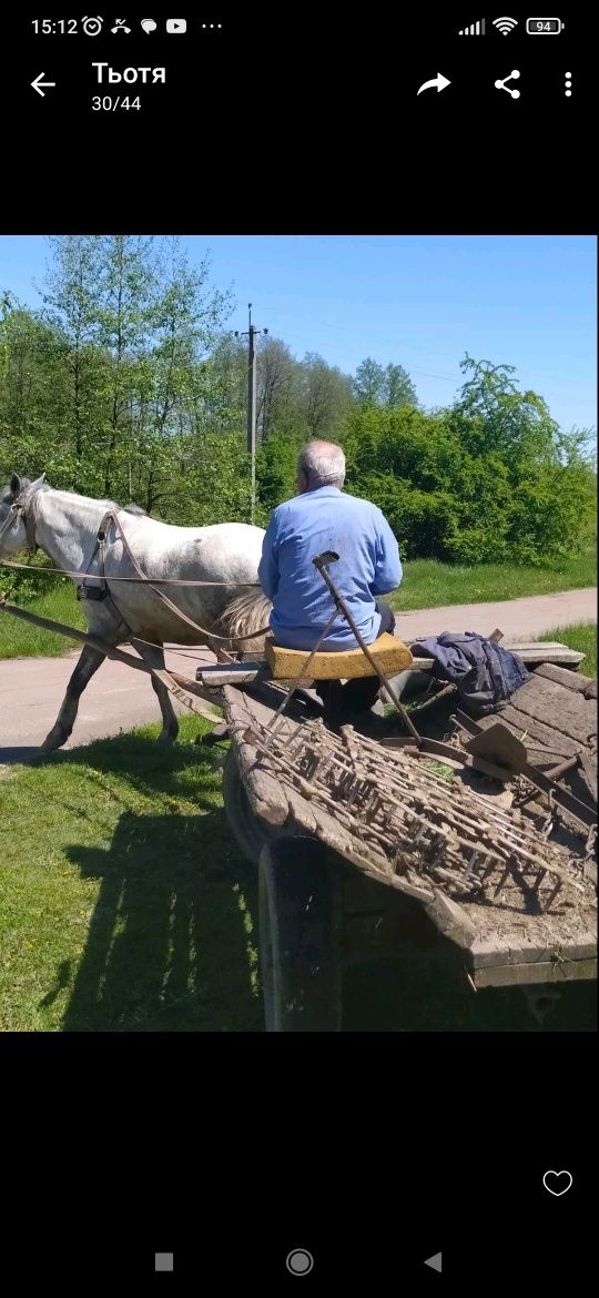 Продам коня с.Озадівка