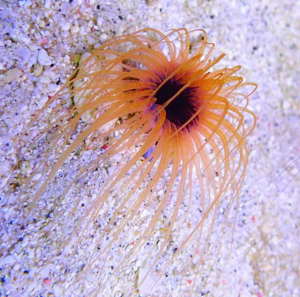 Pachycerianthus sp -pomarańczowy - ukwiał - akwarium morskie