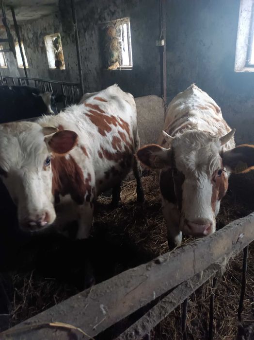 Jałówki cielne.wycielenie 21,27 grudnia mleczne