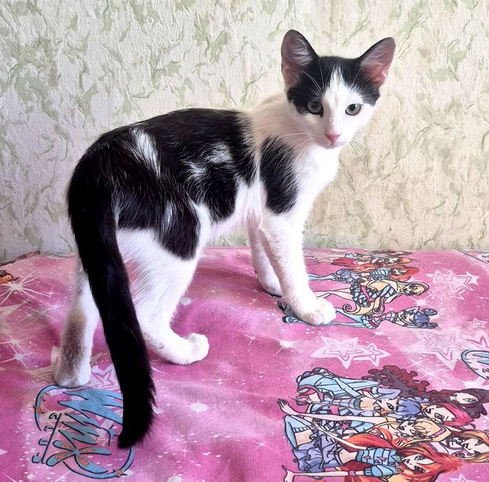 Бесплатно стериллизованный котенок Рикки ищет семью