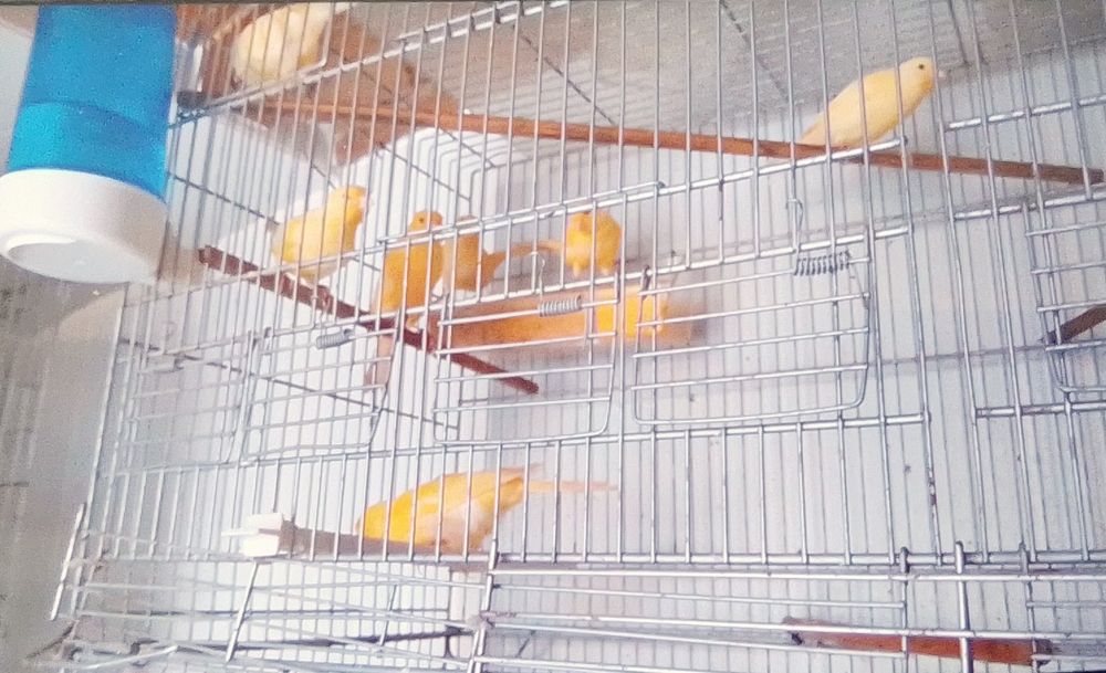 Vendo Canários Timbrado Espanhol, e Amarelos Belga.