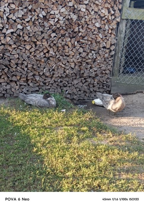 Продам  качура  по домовленій ціні