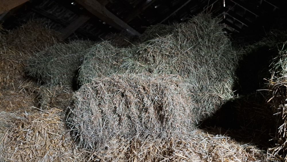 Sprzedam siano tegoroczne