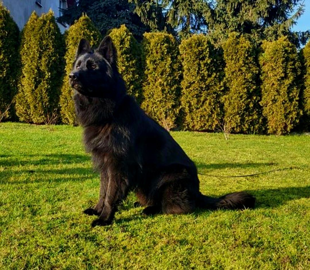 Owczarek Niemiecki Suczka