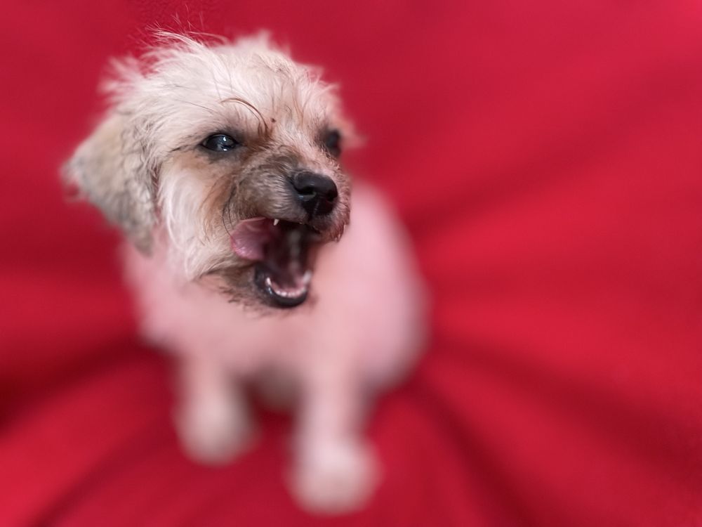 SUNIA Mops chihuahua szczeniak