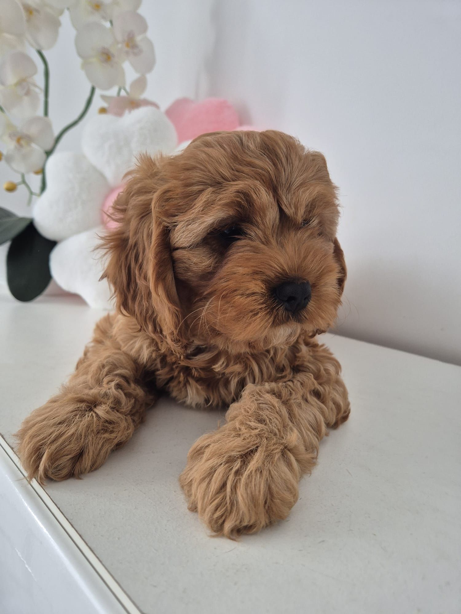 Piesio Cavapoo F1 Cavalier - Pudel