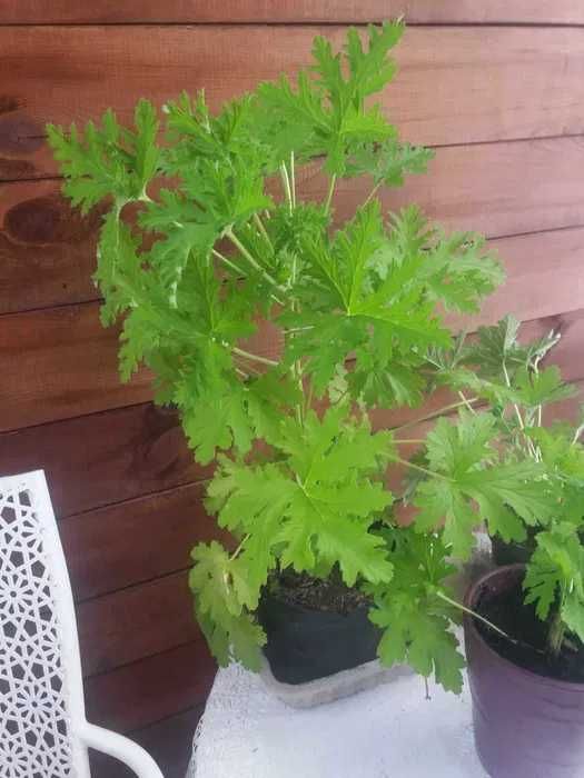 kwiat geranium anginka na przeziębienia