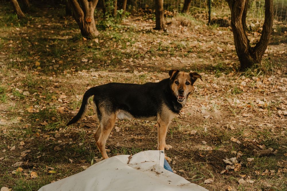 Ares do adopcji szuka kochającego domu Gilow
