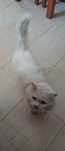 Dou gatinho persa