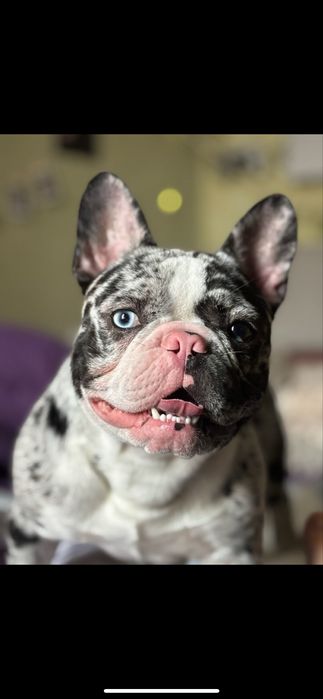 Цуценята французького бульдога