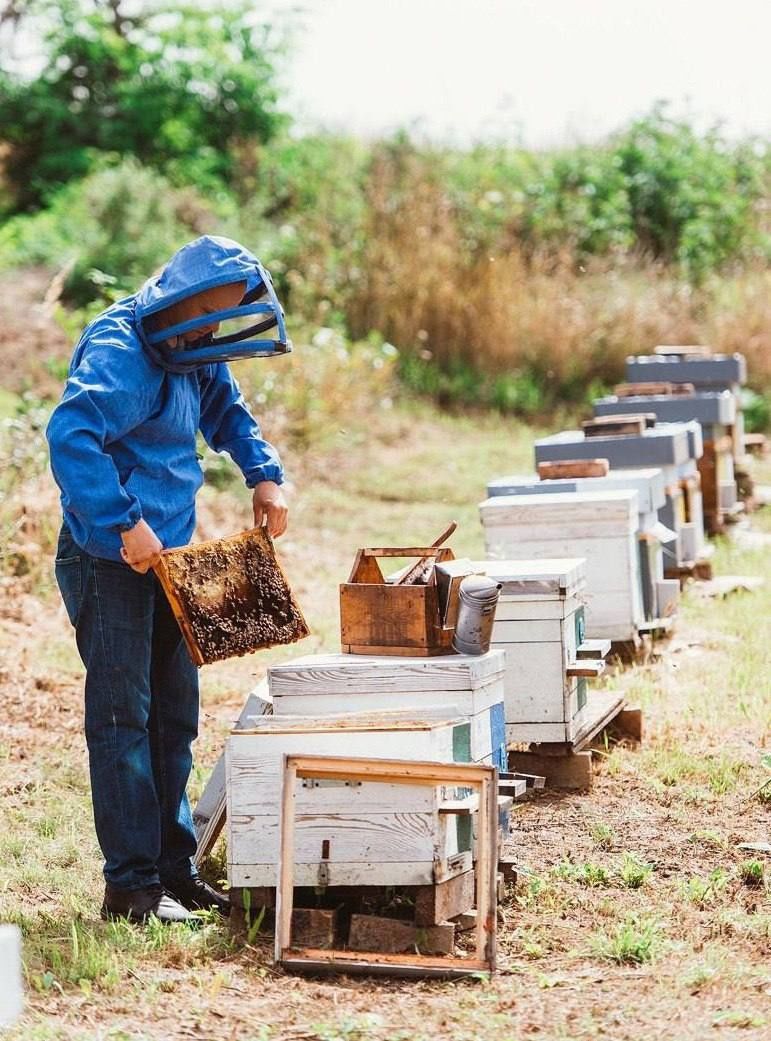 Продам бджолопакети, пчелопакеты, є доставка, ящіки