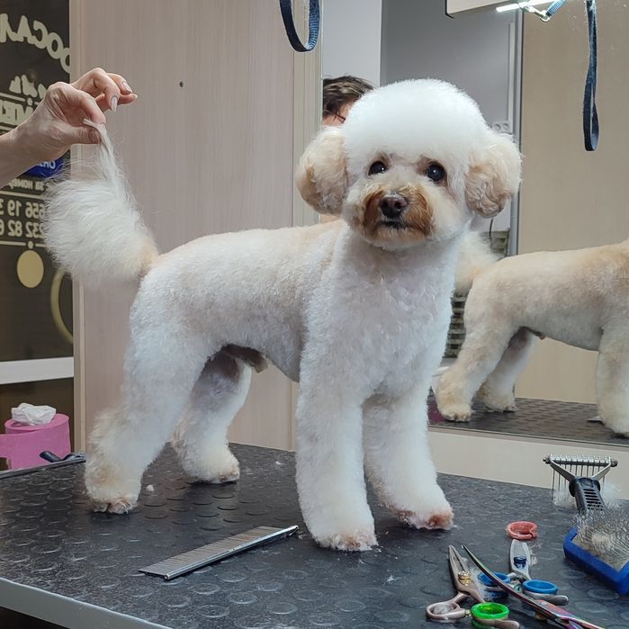 Стрижка собак та котів