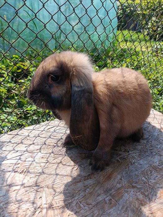 Sprzedam samice barana