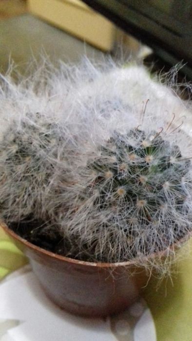 Продам кактус мамилярия бокасана  ( пушистый) осталось 2 шт.